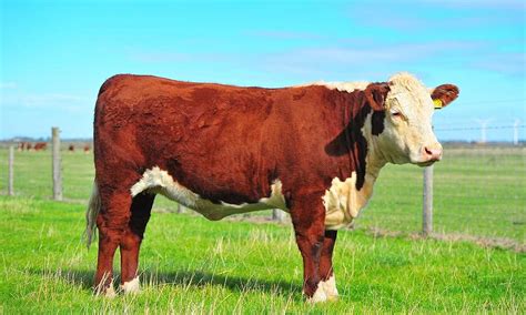Cattle Vector Art HD Wallpaper Product Product Recipe Product HD