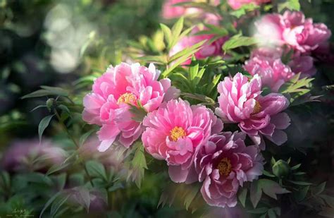 National Flower Of China Peony at Amelia Woodhouse blog