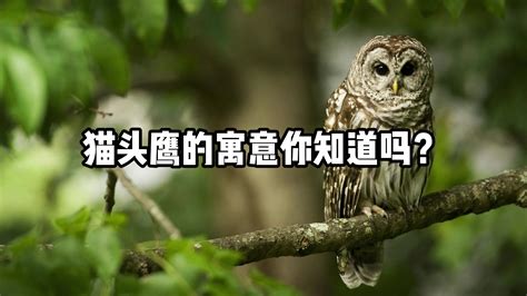 拍摄猫头鹰自然生活_腾讯视频