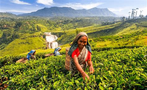 Sri Lanka Language | What Language is Spoken in Sri Lanka?