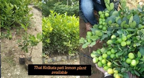 Kolkata Pati Lemon Plant Manufacturer, Supplier from North 24 Parganas