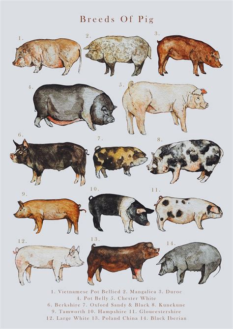 Breeds of Pig Illustration Print - Etsy