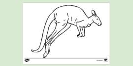Kangaroo Colouring Sheet (teacher made) - Twinkl