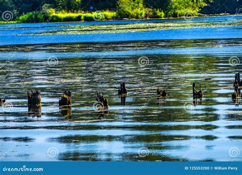 Lake Washington Reflections Juanita Bay Park Kirkland Washiington Stock ...