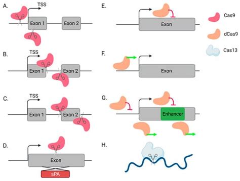 CRISPR-Based Approaches for the High-Throughput Characterization of ...