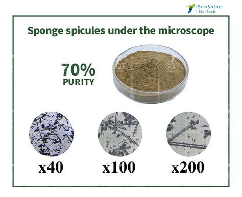 Hydrolyzed Sponge Spongilla Spicules Powder Cosmetic High Quality ...