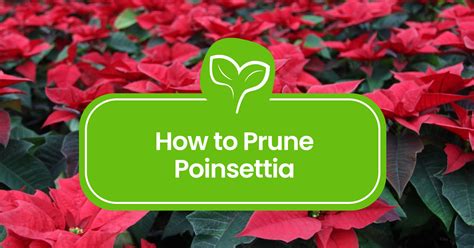 How to Prune a Poinsettia: A Complete Guide - Plantilio