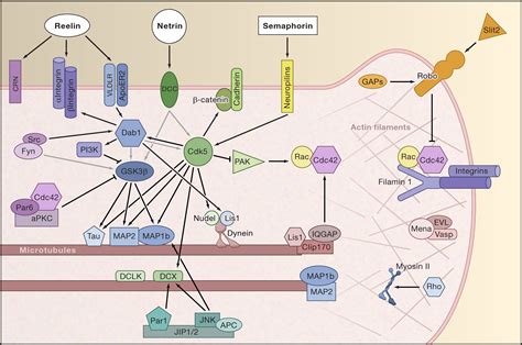 Trekking across the Brain: The Journey of Neuronal Migration: Cell