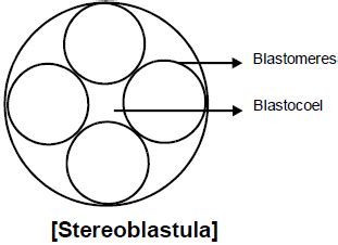 General Properties of Embryonic Development - Notes | Study Additional ...