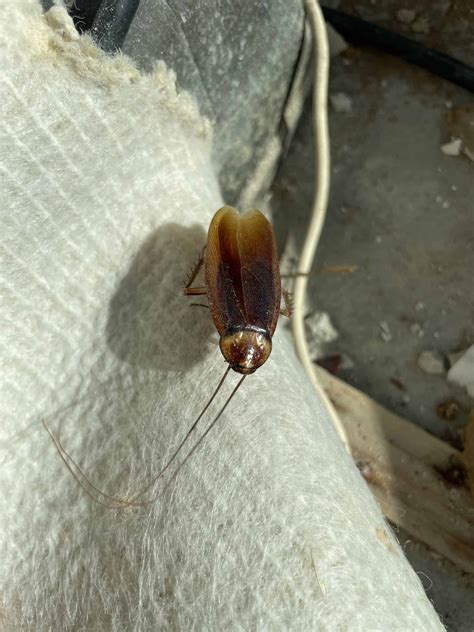 Do Cockroaches Bite? Roach Bite Treatment and Prevention