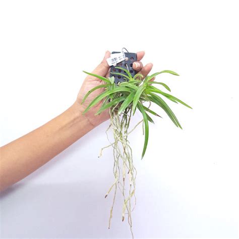 Buy Vanda Orchids Online India | Vanda Orchid | Orchid-tree – Orchid-Tree