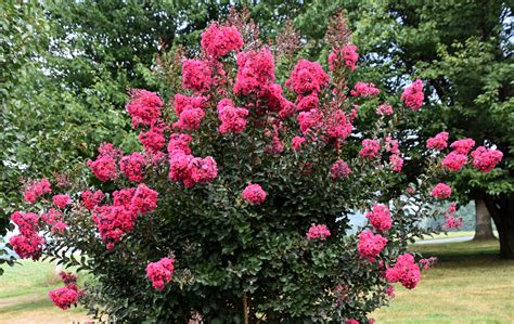 Our Pretty Crepe Myrtle Bush - My Journey - by Doris High