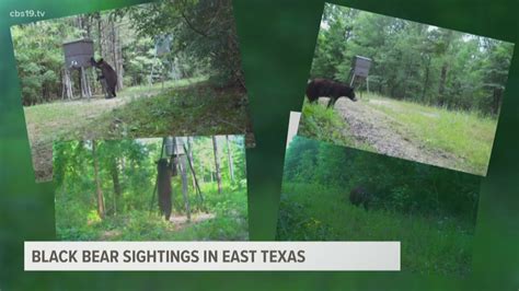 YOU SHOULD KNOW: Numerous black bears sightings reported in East Texas ...
