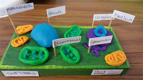 Plant Cells And Animal Cells Models