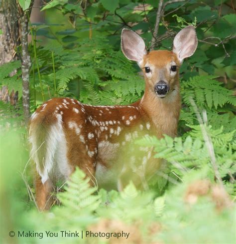 Michigan State Game Animal | White-Tailed Deer