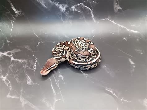 Image result for Ball Python Clutch
