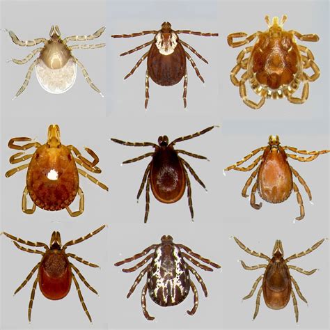 Types Of Deer Ticks Ticks And Lyme Disease | Lake County Forest