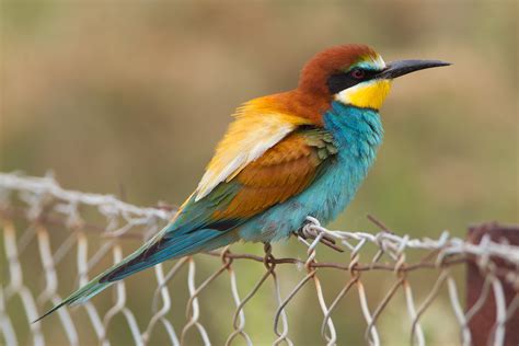 European Bee-eater wallpapers, Animal, HQ European Bee-eater pictures ...