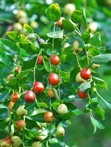 SEEDseller 15 seeds of Ziziphus mauritiana Indian jujube a tropical ...