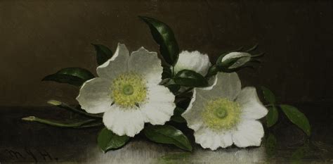 National Flower Of Georgia Usa | Best Flower Site