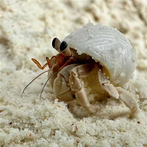 How Much Does A Hermit Crab Cost? (7 Things To Consider)