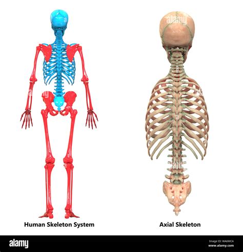 Axial Skeleton