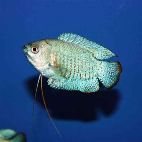Bildergebnis für powder blue gourami