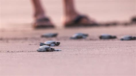 Anjarle Turtle Festival