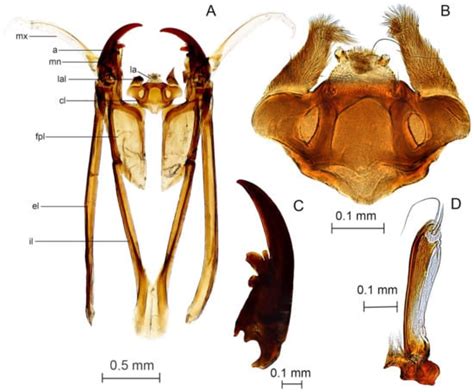Immature Stages of Genus Hexatoma (Diptera, Limoniidae) in the Korean ...