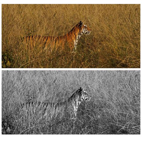 Even in Color The Tiger’s Body is Well Camouflaged, The Lower Photos is Closer To How The Tiger ...