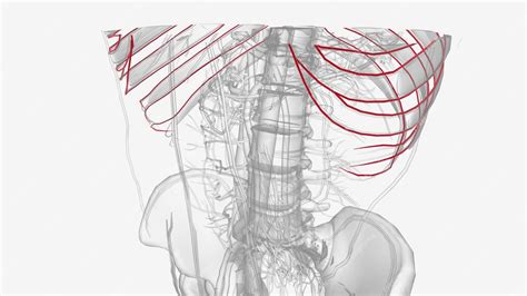 Premium Photo | Intercostal arteries are posterior branches along the length of the descending ...