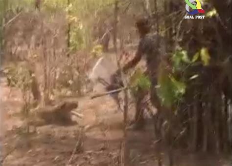 "Badly injured leopard ferociously charges at rescuing forest official"