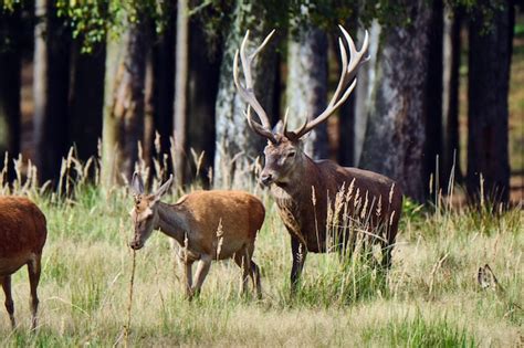 Deer in a field | Premium Photo