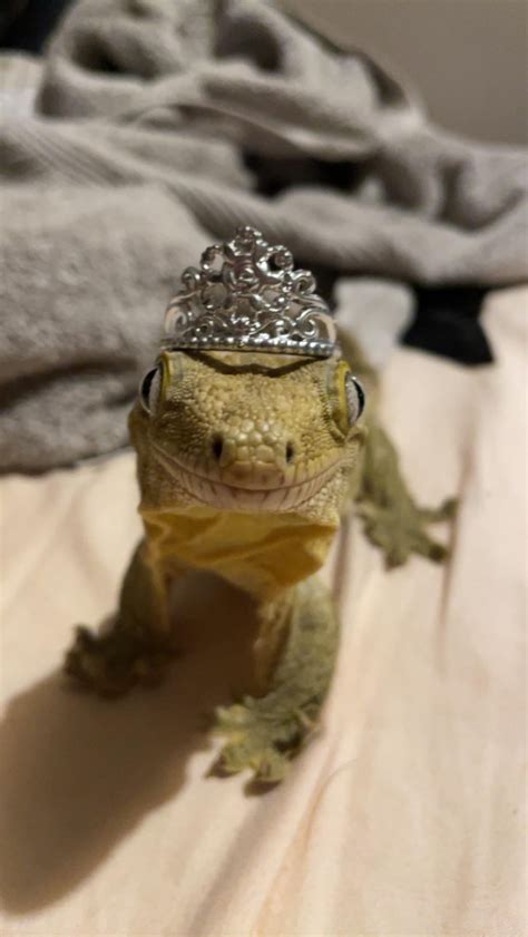 Queen behavior from Bean : r/geckos