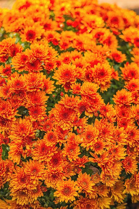 24 Hardy Perennials for a Colorful Garden
