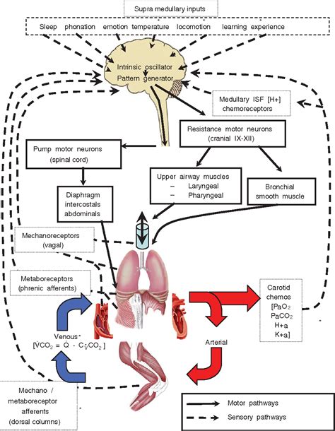 Breathing Mechanism Flow Chart at Randy Llamas blog