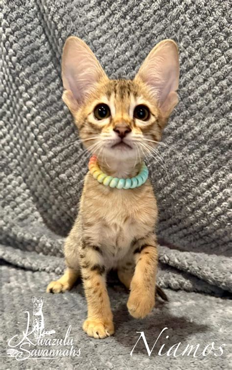 F1, F2, F3, F4, F5 & F6 Savannah Cats for Sale | Contact Now