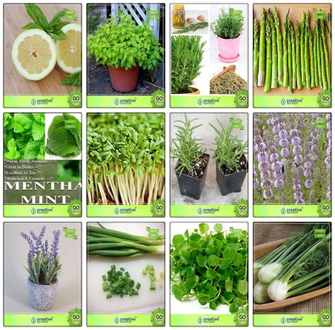 Creative Farmer Medicinal Plant Seeds Herb Seeds Combo Pack : Amazon.in ...