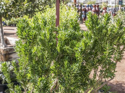 Evergreen Desert Shrub