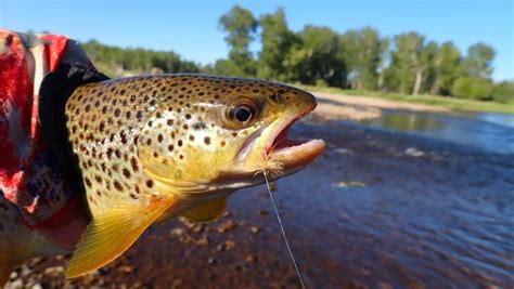 Simple Fly Patterns 的图像结果