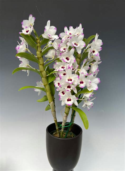 Dendrobium Orchids Plants