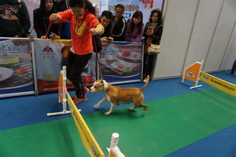 宠物乐园：2018上海国际宠物文化节新品来袭 萌宠汇聚（多图） _宠物用品_什么值得买
