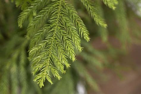 Norfolk Island Pine: Plant Care & Growing Guide