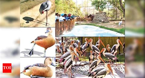 Chhatbir Zoo Aviary Birds: India’s longest tour with birds in Chhatbir ...