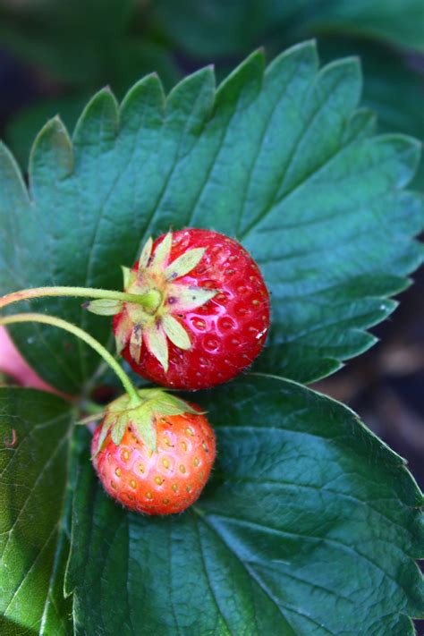 Strawberry Plant Care Easy Tips For The Ultimate Beginner Gardener