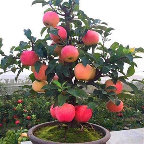 Sarika Nursery grafted apple plant | Apple plants for home garden ...