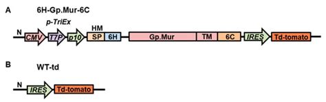 Identification and Quantification of Anti-Gp.Mur Antibodies in Human ...