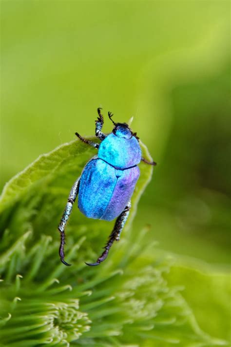 26 Amazing Blue Beetles You May Encounter (with Pictures)