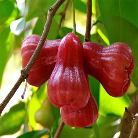 Chamba Live Plants – veliyathgardens