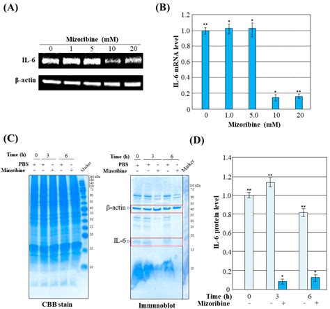 Mizoribine Promotes Molecular Chaperone HSP60/HSP10 Complex Formation
